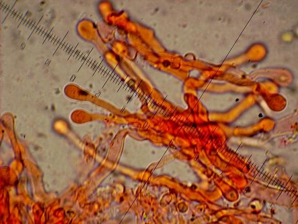 Cyphella goldbachii